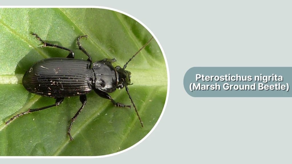 Pterostichus nigrita (Marsh Ground Beetle)