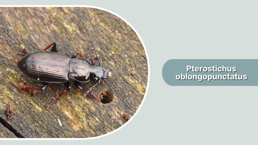 Pterostichus oblongopunctatus