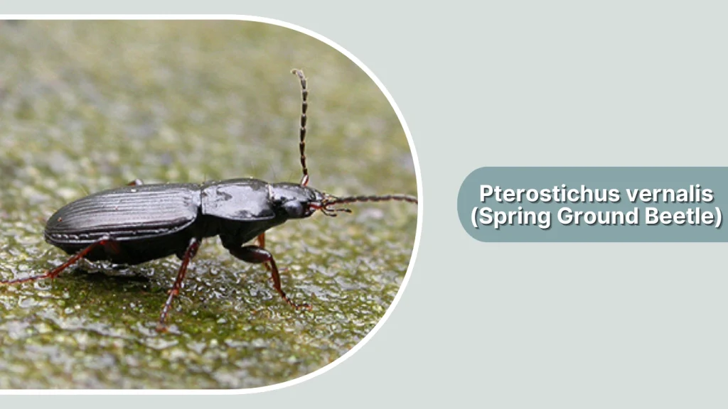 Pterostichus vernalis (Spring Ground Beetle)