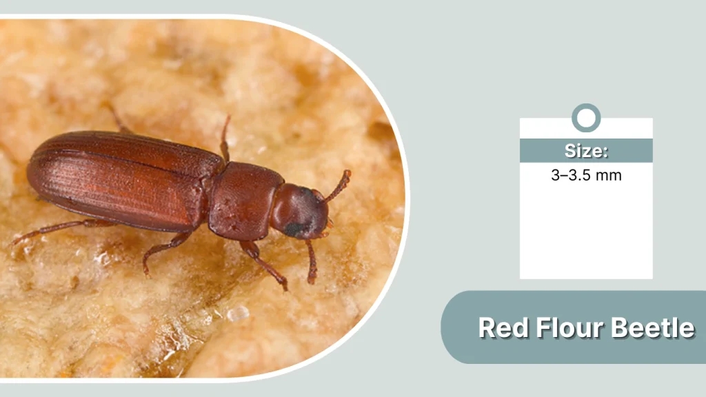 Red Flour Beetle