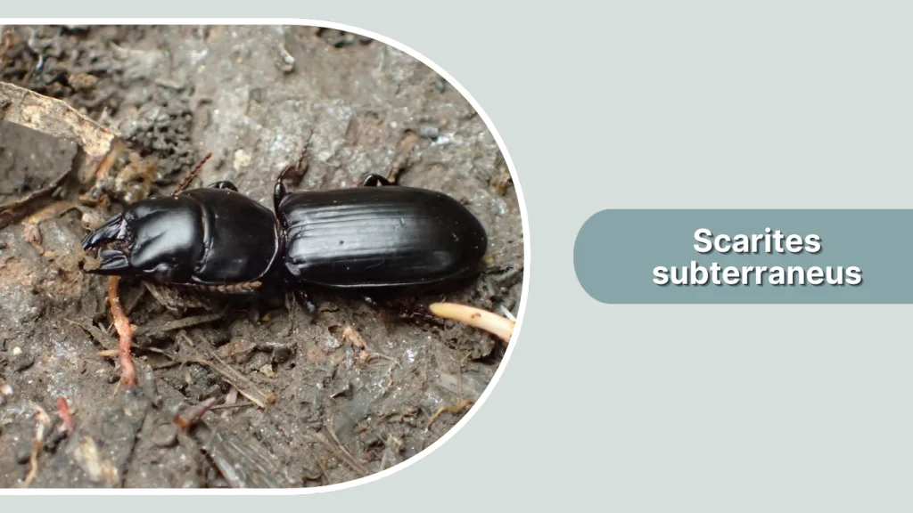 Scarites subterraneus