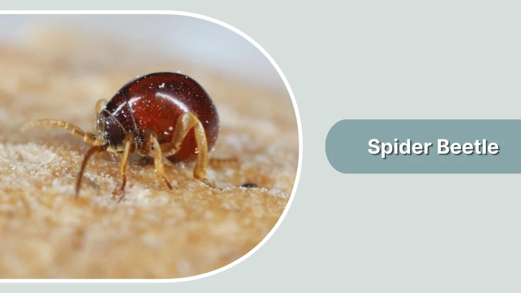 Spider Beetle 