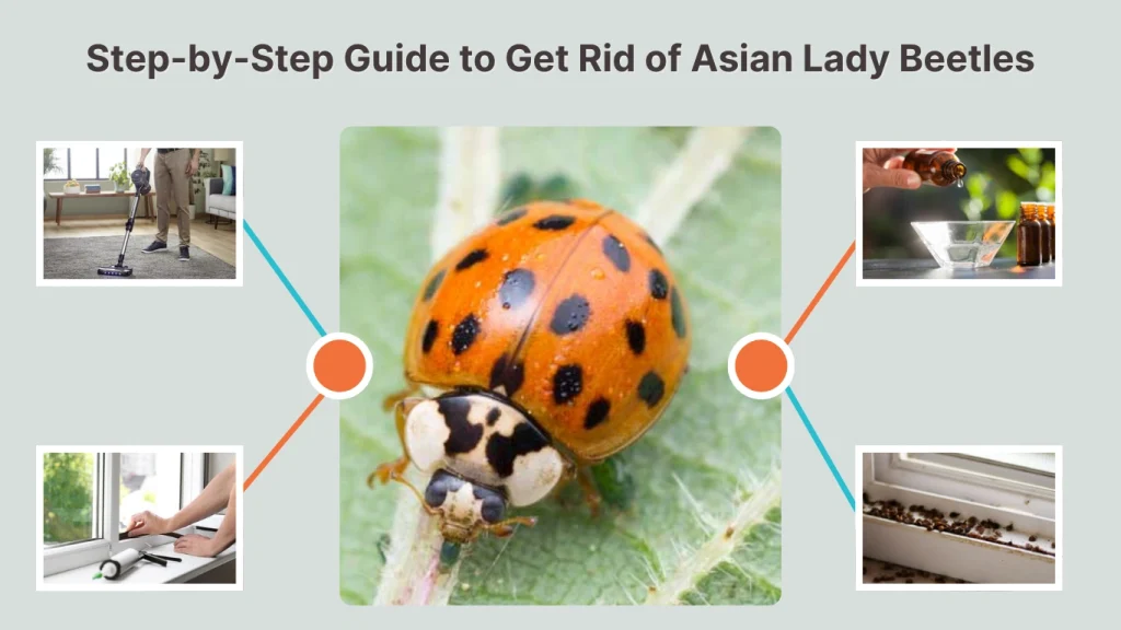 Step-by-Step Guide to Get Rid of Asian Lady Beetles