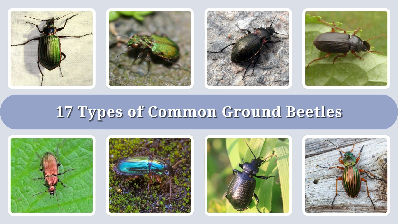 17 Types of Common Ground Beetles Identification with Pictures