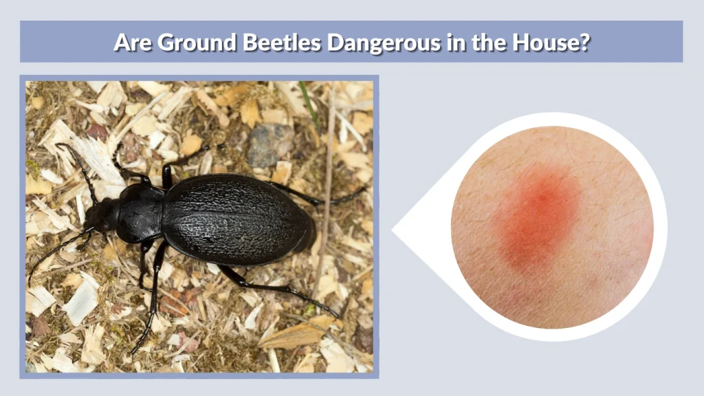 Are Ground Beetles Dangerous in the House