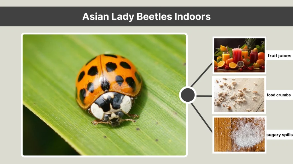 Asian Lady Beetles Indoors