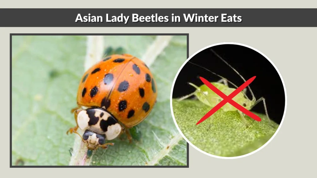 Asian Lady Beetles in Winter Eats