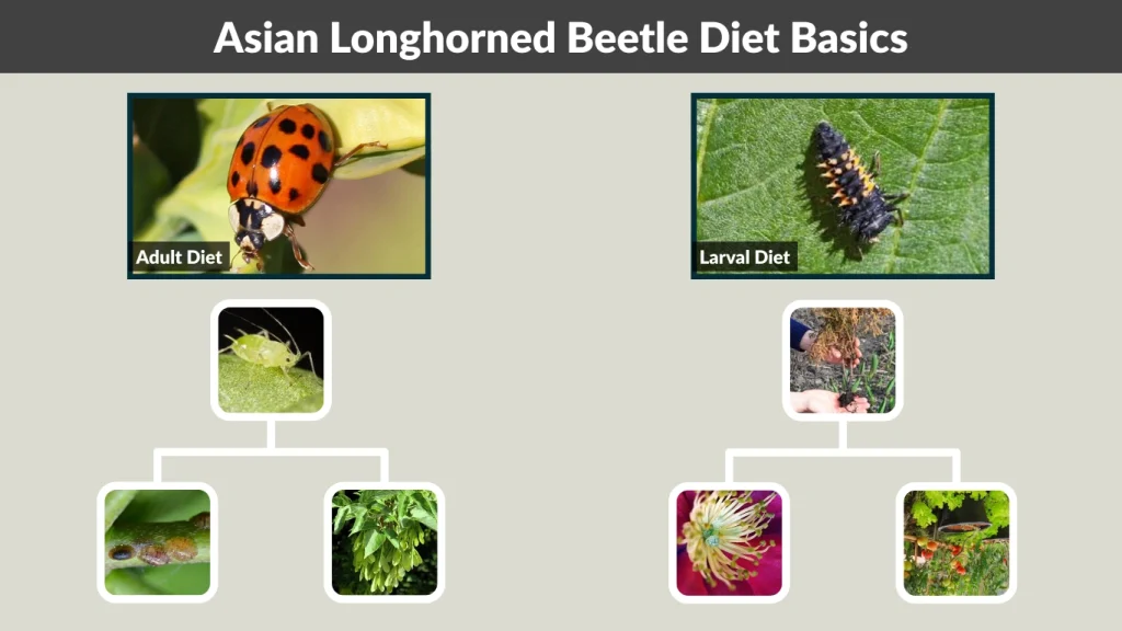 Asian Longhorned Beetle Diet Basics