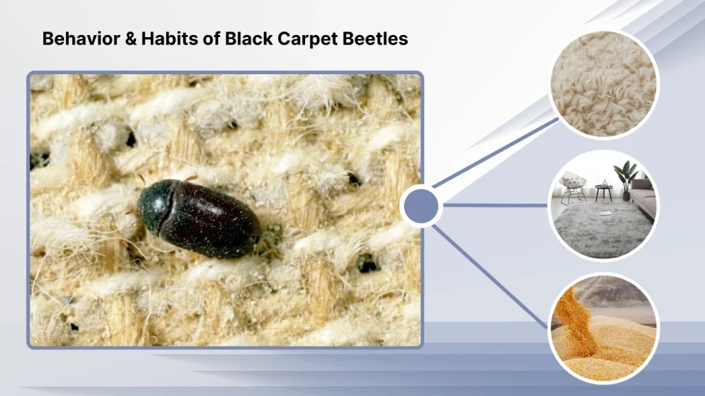 Behavior & Habits of Black Carpet Beetles