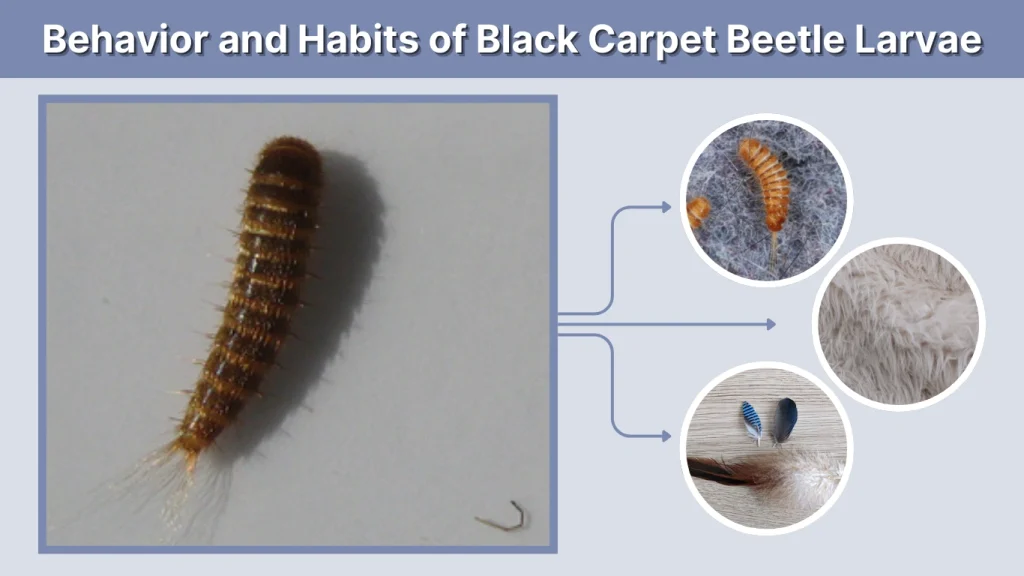 Behavior and Habits of Black Carpet Beetle Larvae