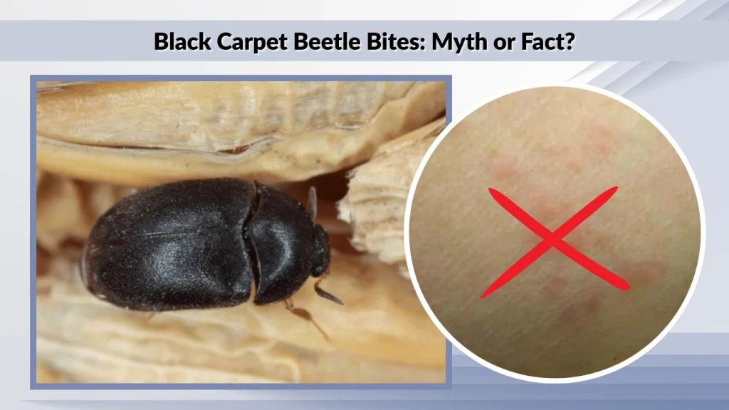 Black Carpet Beetle Bites Myth or Fact