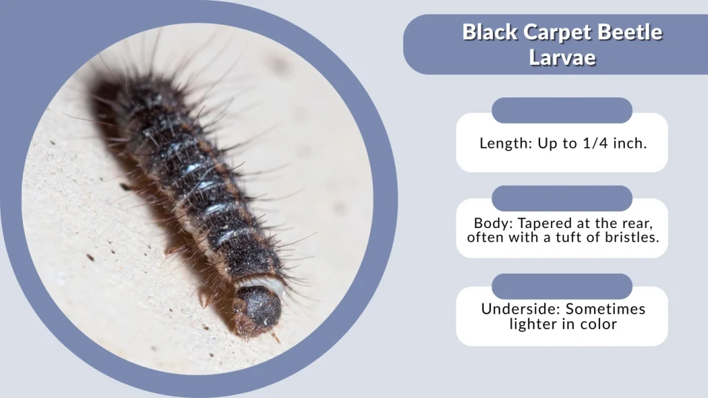 Black Carpet Beetle Larvae