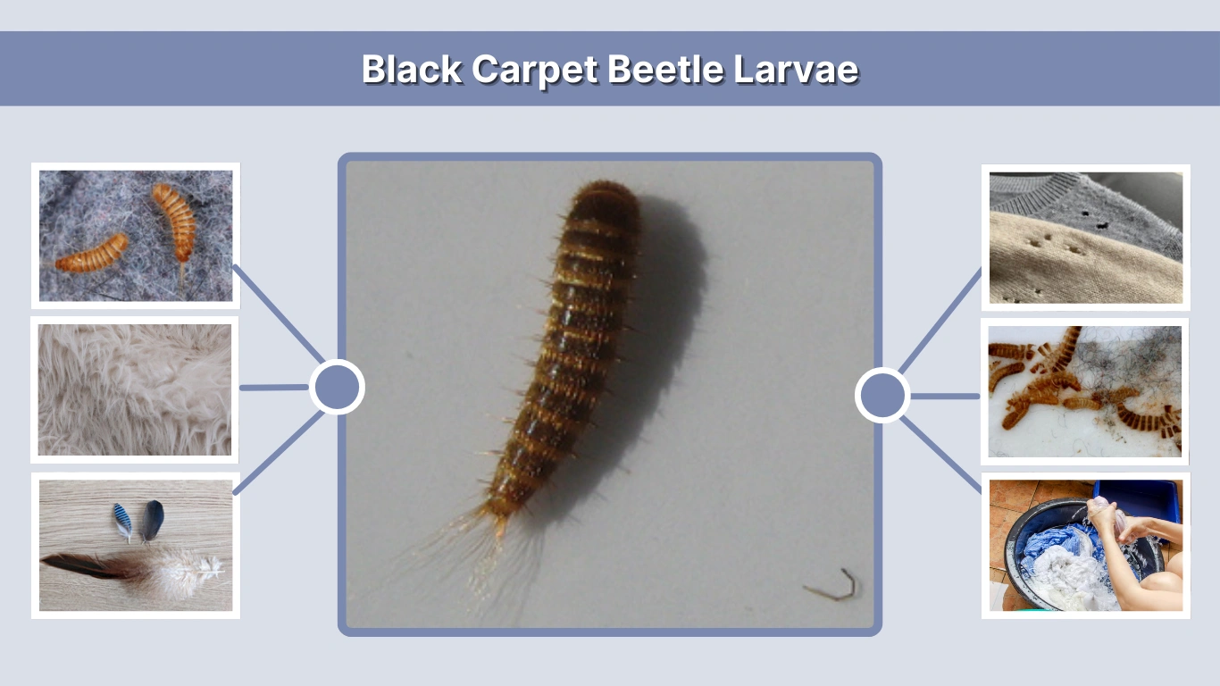 Black Carpet Beetle Larvae Identification, Treatment & Removal