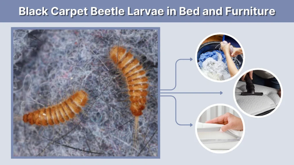 Black Carpet Beetle Larvae in Bed and Furniture
