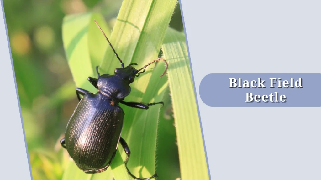 Black Field Beetle