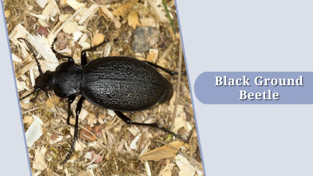 Black Ground Beetle