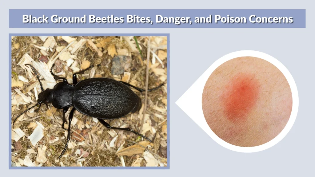 Black Ground Beetles Bites, Danger, and Poison Concerns