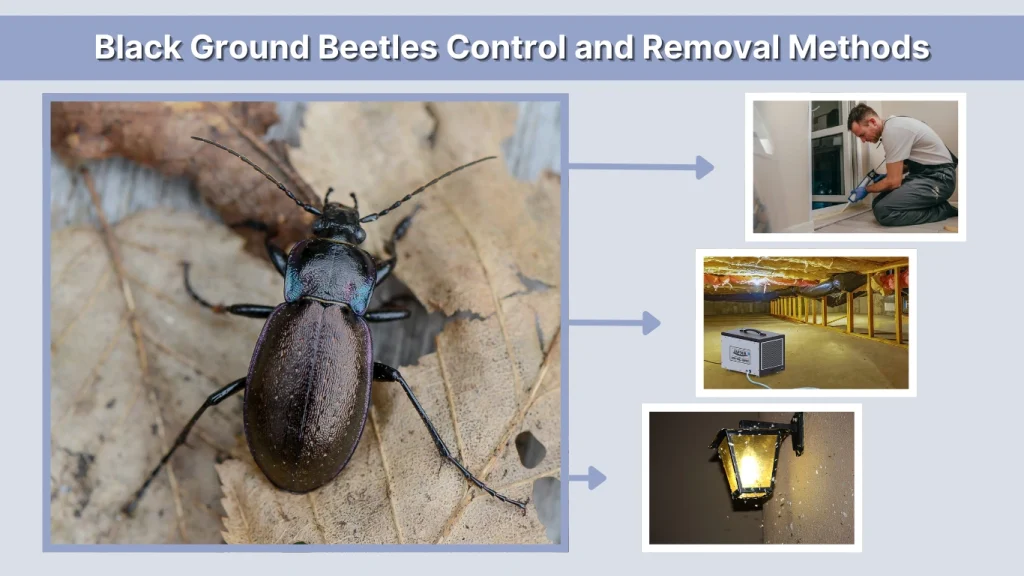 Black Ground Beetles Control and Removal Methods