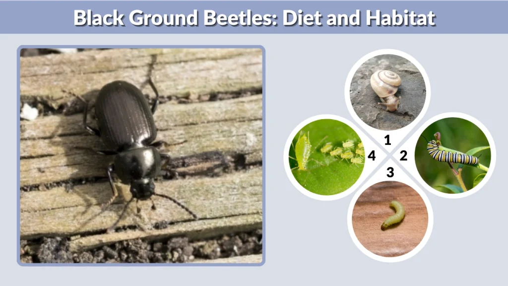 Black Ground Beetles Diet and Habitat