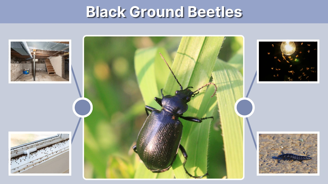 Black Ground Beetles Identification, Control, and Facts