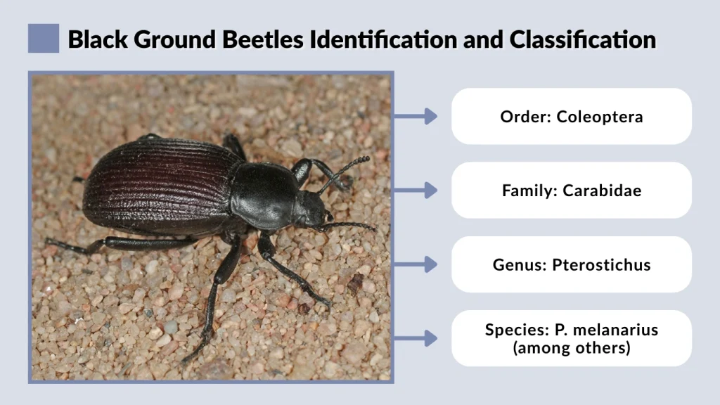 Black Ground Beetles Identification and Classification