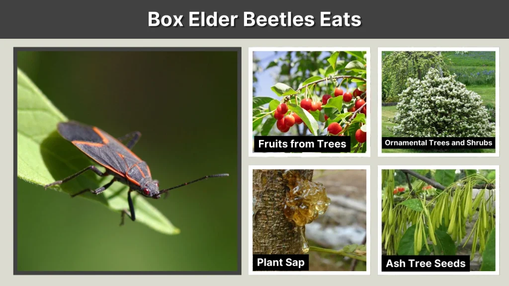 Box Elder Beetles Eats