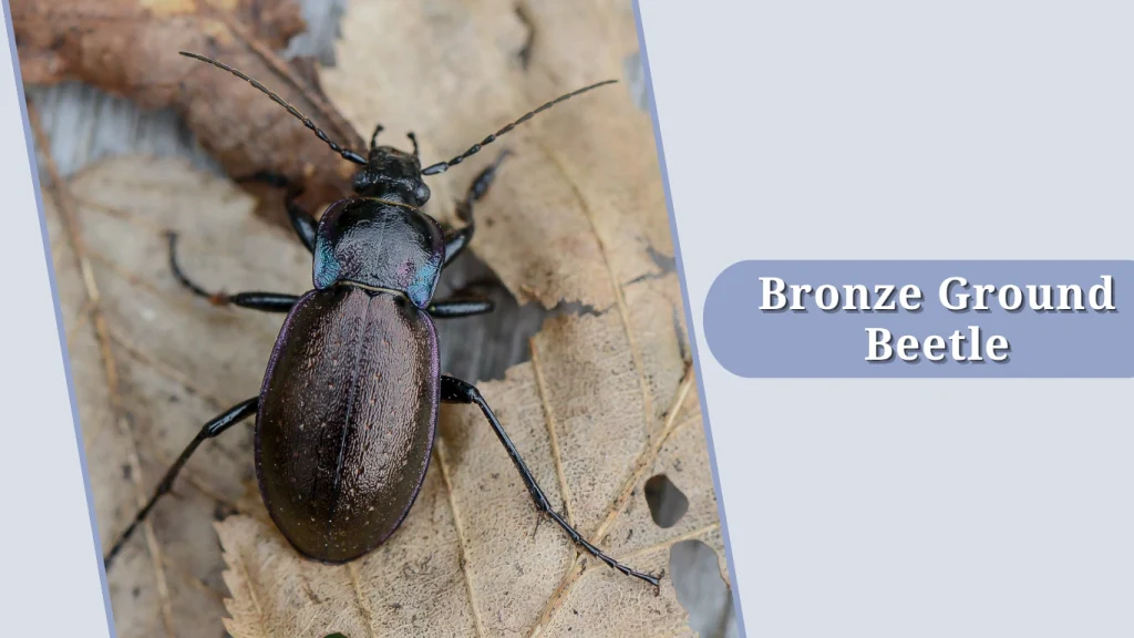 Bronze Ground Beetle