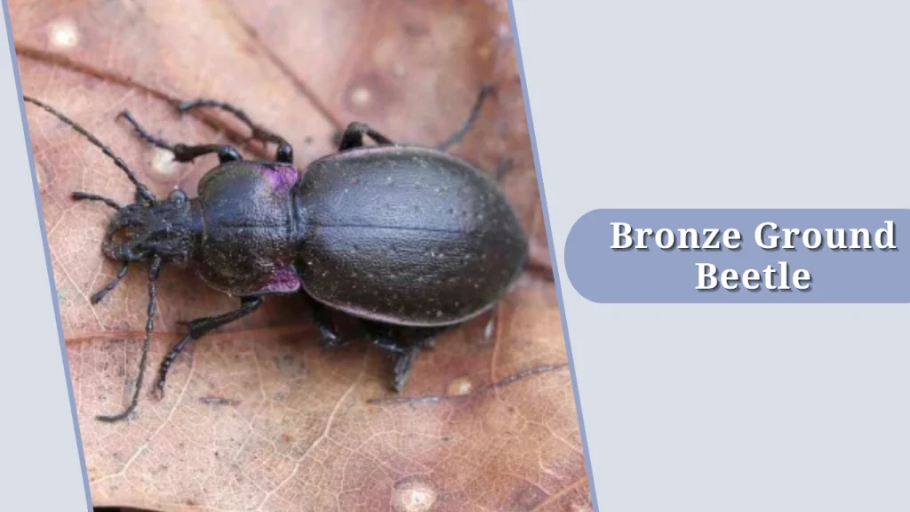 Bronze Ground Beetle