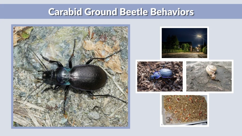 Carabid Ground Beetle Behaviors