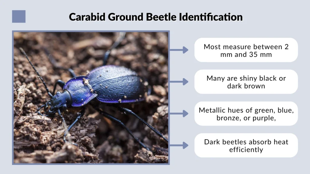 Carabid Ground Beetle Identification