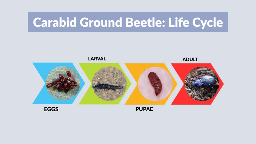 Carabid Ground Beetle Life Cycle