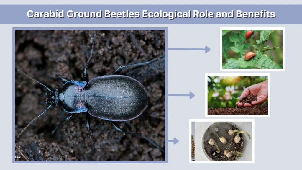 Carabid Ground Beetles Ecological Role and Benefits