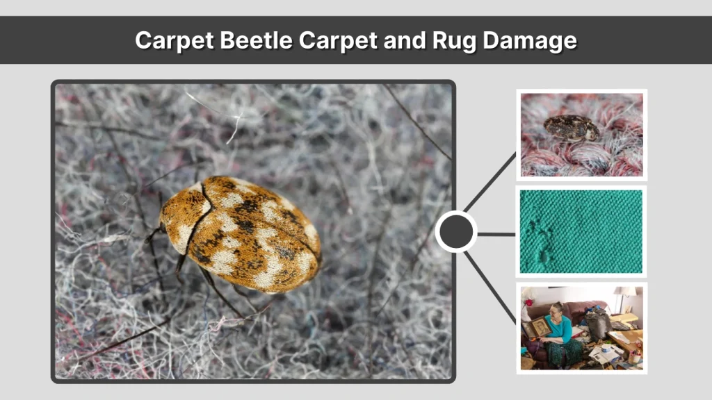 Carpet Beetle Carpet and Rug Damage