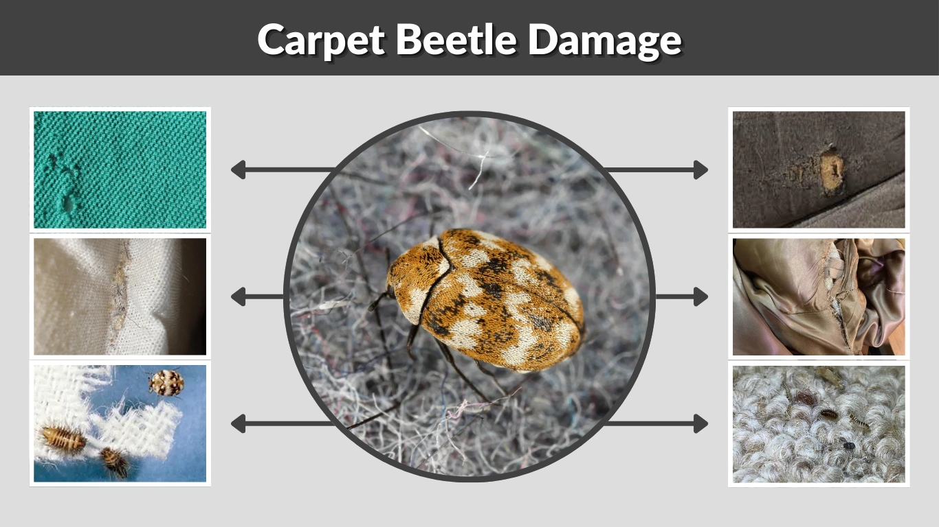 Carpet Beetle Damage Identification, Types, and Prevention