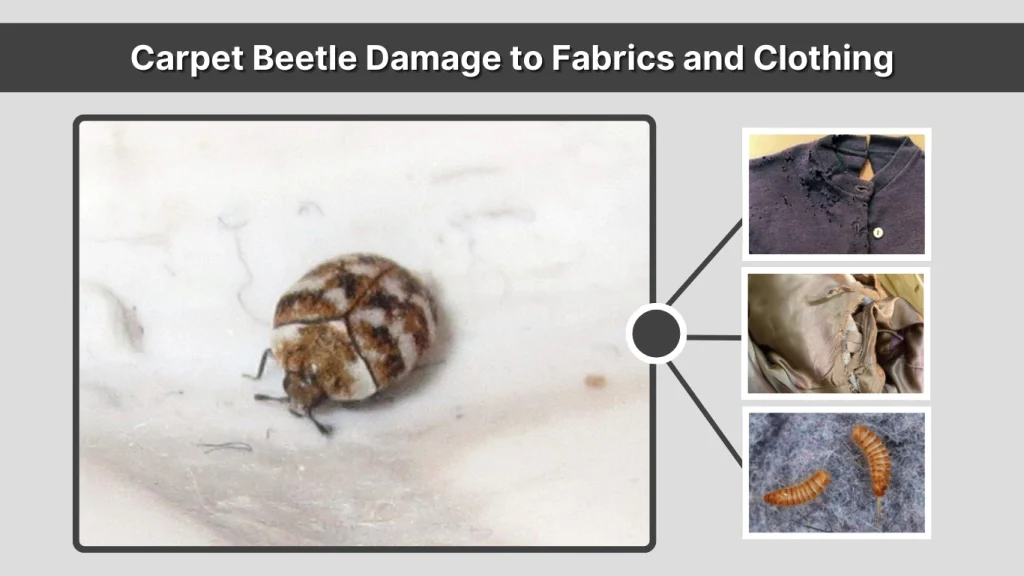 Carpet Beetle Damage to Fabrics and Clothing