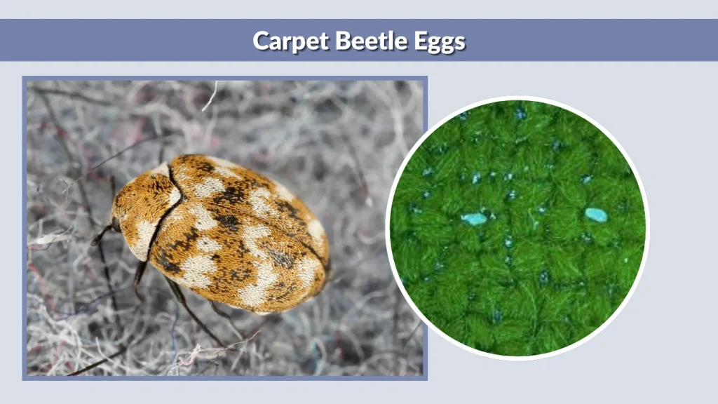 Carpet Beetle Eggs