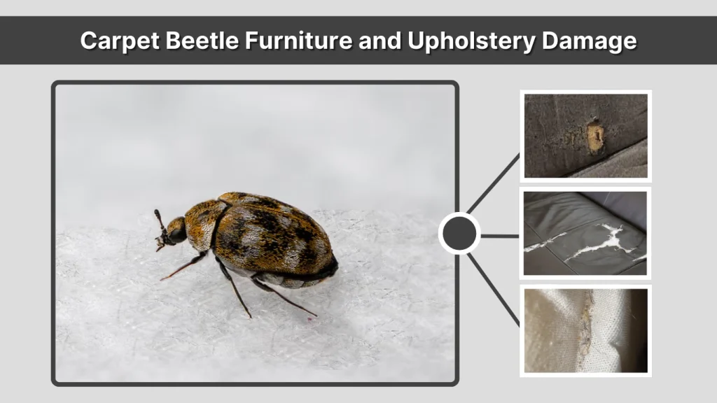 Carpet Beetle Furniture and Upholstery Damage