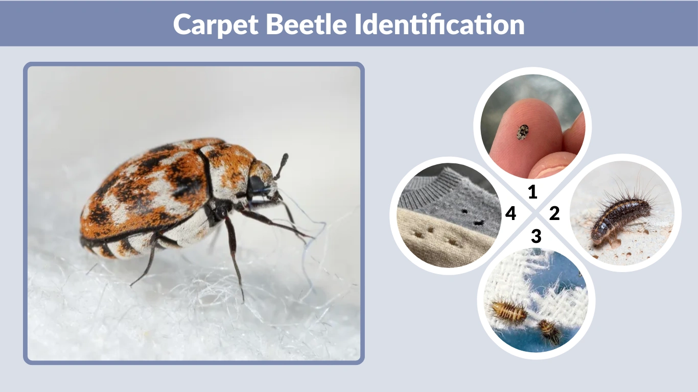 Carpet Beetle Identification