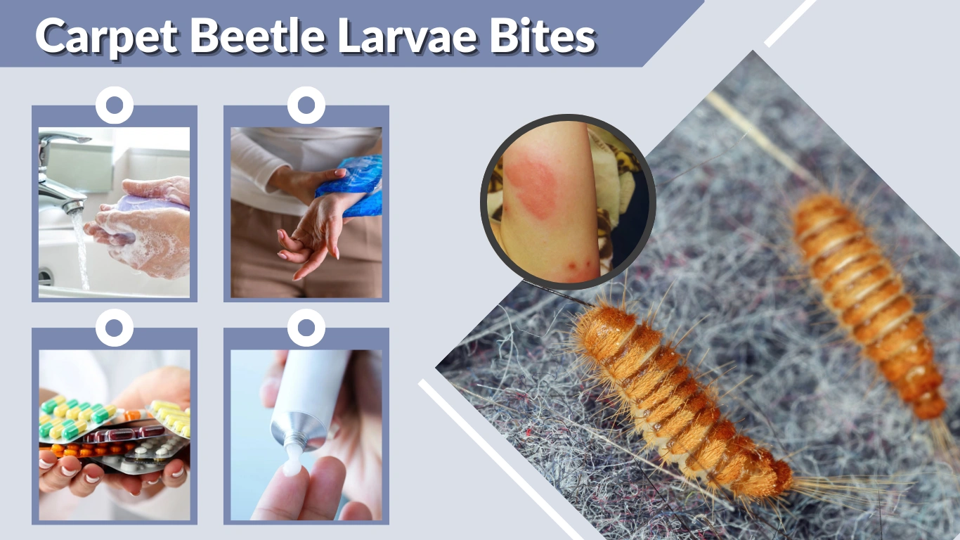 Carpet Beetle Larvae Bites Symptoms, Causes, and Treatment