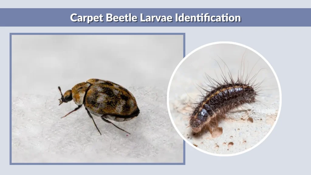 Carpet Beetle Larvae Identification