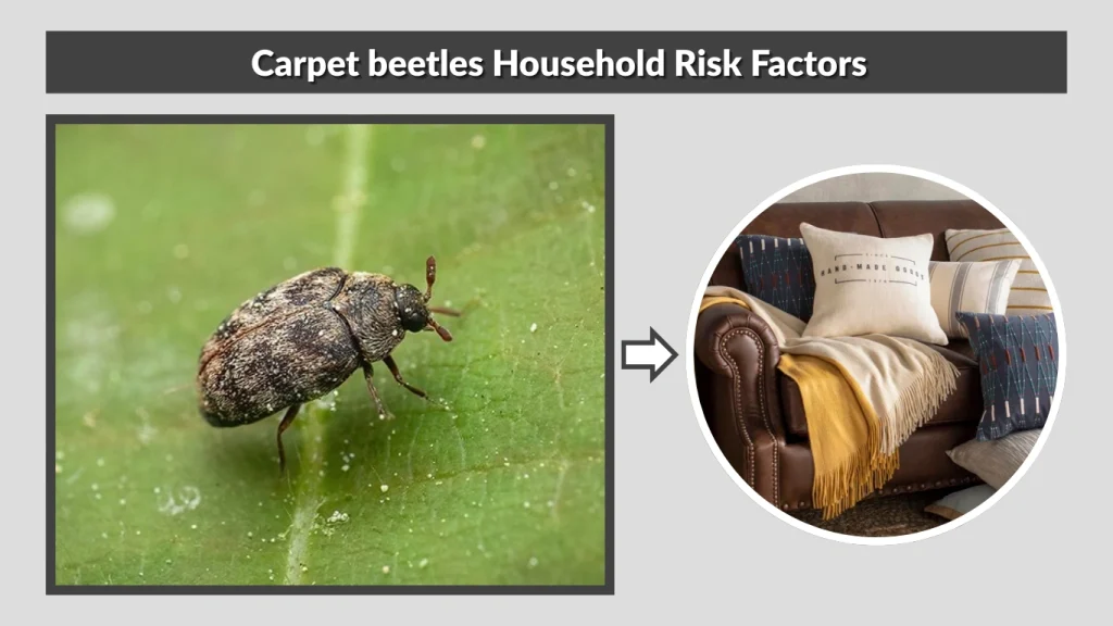 Carpet beetles Household Risk Factors