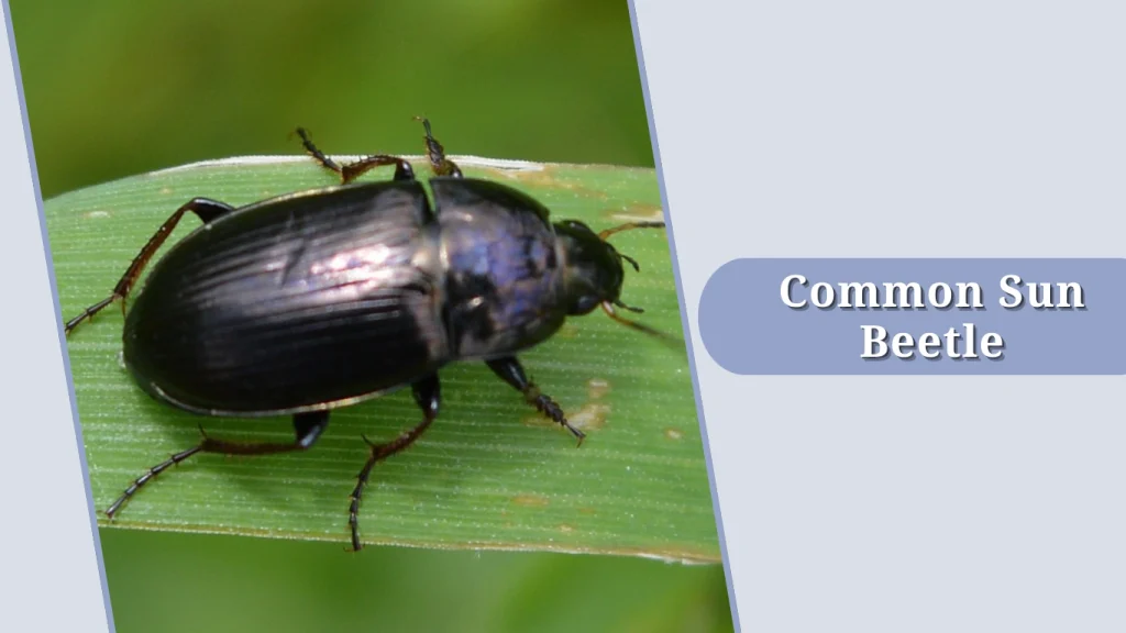Common Sun Beetle
