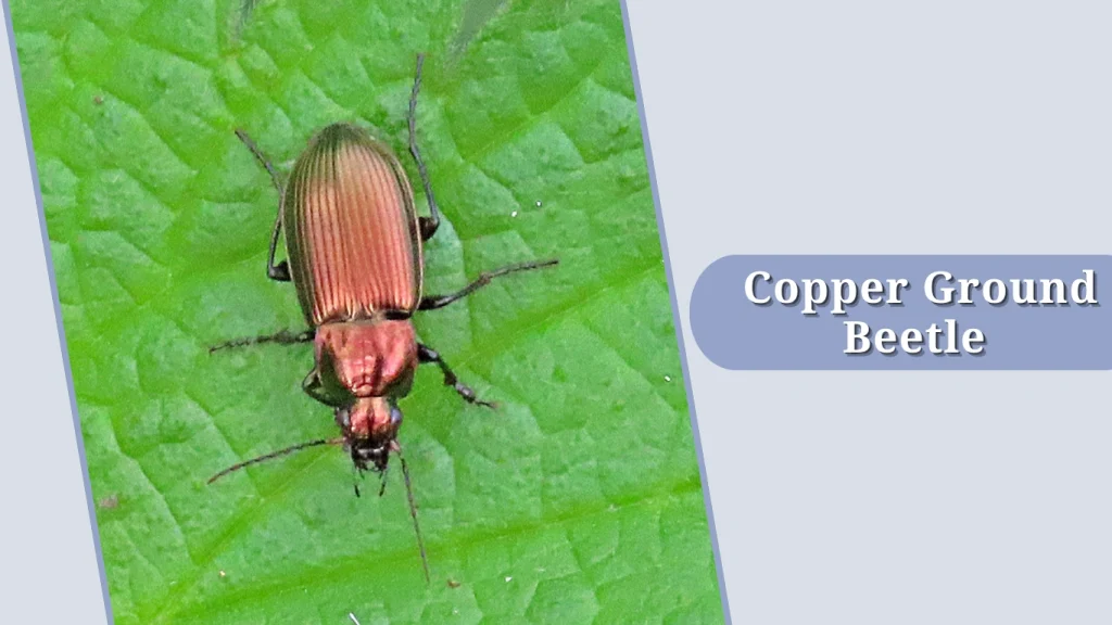 Copper Ground Beetle 