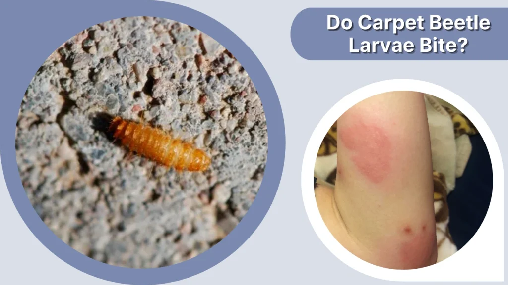 Do Carpet Beetle Larvae Bite