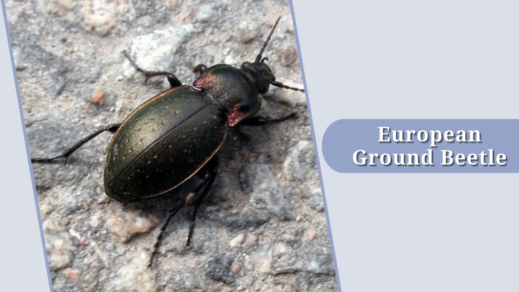 European Ground Beetle