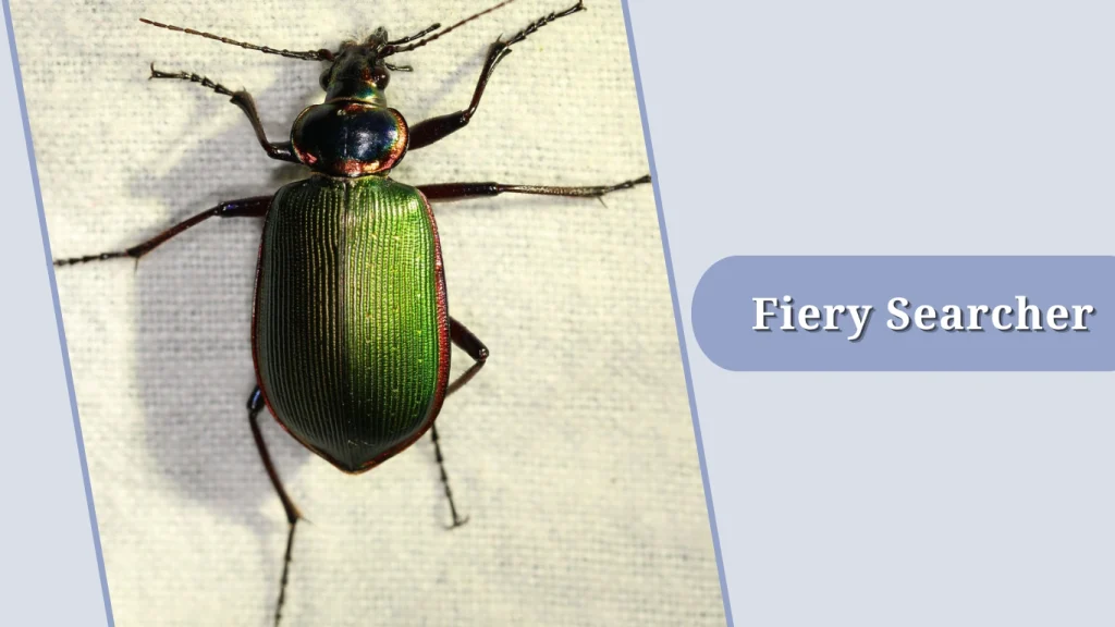 Fiery Searcher