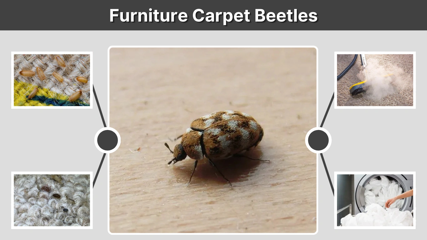 Furniture Carpet Beetles Identification, Control, and Prevention