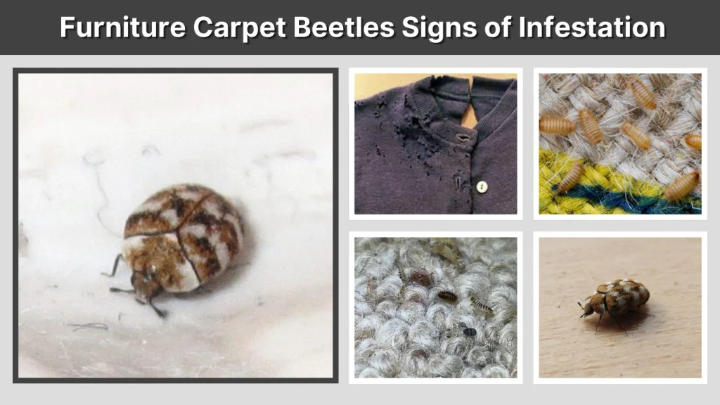 Furniture Carpet Beetles Signs of Infestation