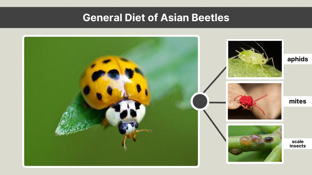 General Diet of Asian Beetles