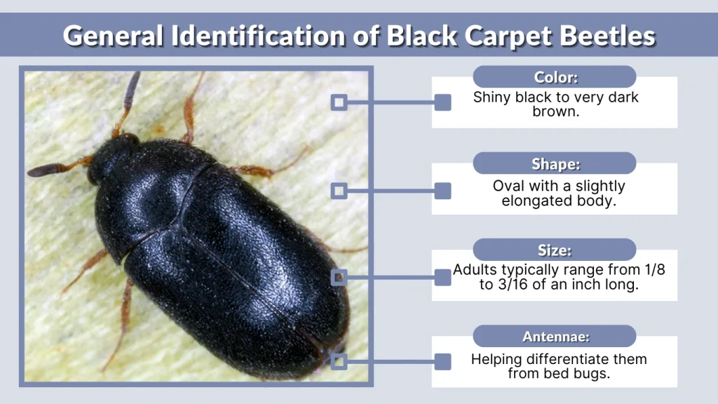General Identification of Black Carpet Beetles